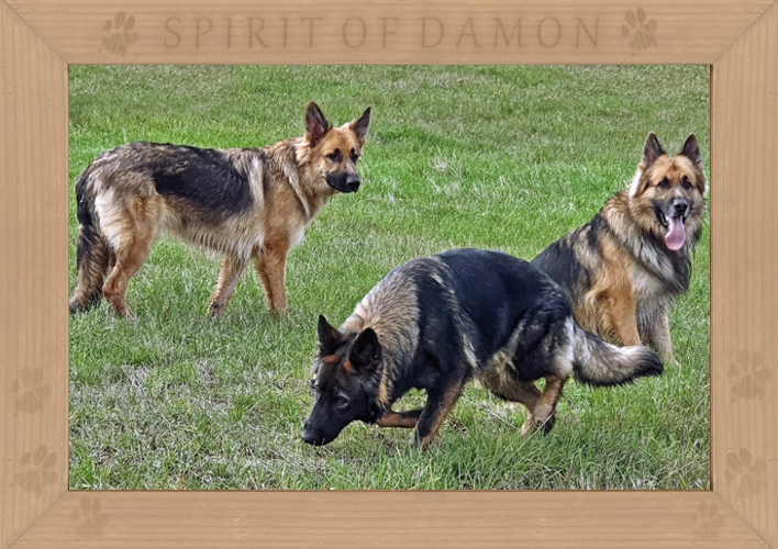 07-altdeutsche-scharferhunde-spirit-of-damon.jpg